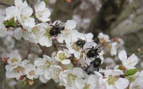 Hours may change under current circumstances On Becoming A Bee Farmer Snohomish Conservation District