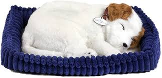 Jack russell's desire to please their owners using their intelligence and ability to work. Perfect Petzzz 4909 Plusch Hund Jack Russel Amazon De Spielzeug