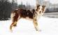 Short Haired Blue Merle Border Collie