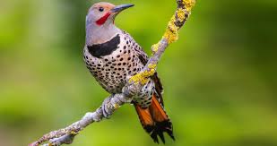 It has changed ownership several times and has been owned by smugmug since april 20, 2018. Northern Flicker Life History All About Birds Cornell Lab Of Ornithology