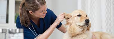 How To Launch A Career As A Vet Assistant: Career Guide