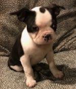 5 boston terrier puppies for sale born on the 15th april by natural birth ( self whelped ) 4 available,, deposit taken on red collar boy. Boston Terrier Puppy For Sale In Bentonville Ar Adn 55978 On Puppyfinder Com Gender Female Age 10 Weeks Old Boston Terrier Boston Terrier Puppy Puppies
