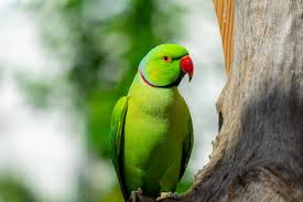 Image result for parrot