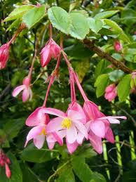 Image result for Begonia fusialata