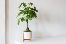 We did not find results for: 9 Indoor Outdoor House Plants Poisonous To Your Pet