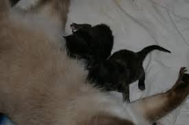 Helping A Newborn Kitten To Breath