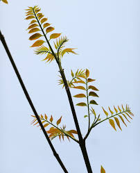 Image result for Tetradium glabrifolium