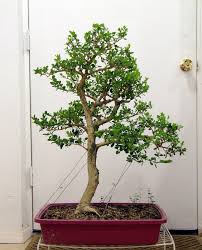 An exercise in restyling a seiju elm bonsai after a major branch dieback. 30 Trends Ideas Japanese Elm Bonsai For Sale Pink Wool
