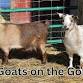 Goats on the Go!