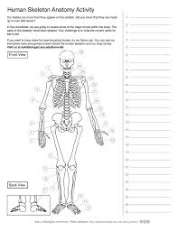 12 photos of the bone anatomy crossword. Human Skeleton Anatomy Activity