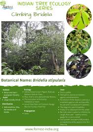 Image result for Bridelia ripicola