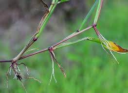 Image result for Urochloa platynota