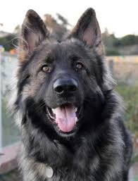 We are proud to be licensed breeders and long time members of the parent club and. Stoker The Shiloh Shepherd German Shepherd Dogs Shiloh Shepherd Dog Shiloh Shepherd