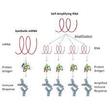 The pharmaceutical company is also seeking emergency use. Self Amplifying Rna Vaccines Give Equivalent Protection Against Influenza To Mrna Vaccines But At Much Lower Doses Molecular Therapy