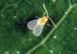 Plant scale insects come equipped with piercing/sucking mouthparts and are widespread around the world. Red Scale Insect Stock Image Z295 0219 Science Photo Library