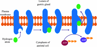 Always available from the softonic servers. Gastrointestinal Exocrine Lumencrine Secretions The Reception Theory As The Basis For Developing The First Antisecretory Pharmacotherapy Drugs Springerlink