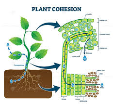 Plant Cohesion Vector Illustration Biologiya