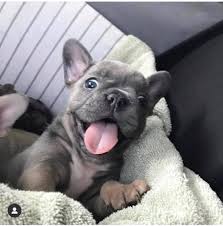 Browse thru our id verified puppy for sale listings to find your perfect puppy in your area. French Bulldog Puppies For Sale In Florida Home Facebook
