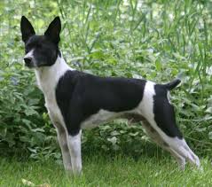 Rat Terrier Puppies Black And Brown Rat Terrier Photos And Wallpapers The Beautiful Rat Terrier Pictures Page 2328 Rat Terrier Dogs Rat Terriers Terrier Breeds