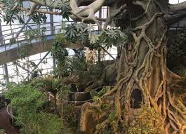 Download our mobile app now. New Tropical Rainforest Opens In Dubai The First Group