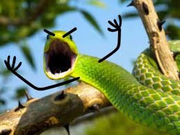 People Are Doodling On Snake Pics And The Result Is Brilliant Snakes Funny Funny Animal Pictures Snake