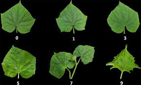 Usually discoloration, mottling & spotting. Inheritance And Qtl Mapping Of Cucumber Mosaic Virus Resistance In Cucumber Cucumis Sativus L