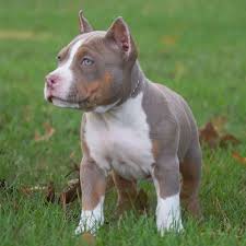 4x female pups available 3x male pups available all puppies will be vet checked, immunised/vaccinated, wormed and microchipped on the 25/1/2021 and will be ready to go to their new homes then. Available American Pitbull Terrier Premium Pitbull