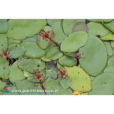 Image result for Brasenia