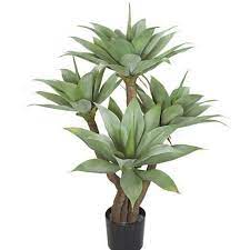 (online okumak için linkin üzerine tıklayınız, indirmek için linkin üzerine sağ tıklayıp farklı kaydet'i. Hizli Gonderim Dogal Agave Bitkisi Tohumu