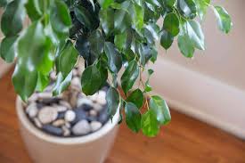 Image result for Ficus