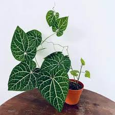 Image result for Aristolochia