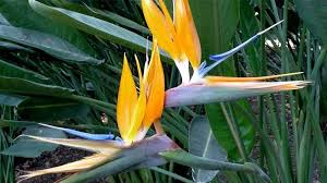 Ave del paraíso (strelitzia reginae) es un pariente sudafricana de la planta de banano. Cultivo Y Cuidados De Ave Del Paraiso Strelitzia Reginae Agromatica