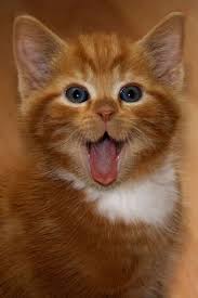 Cute Kitty Cats Cute Cats Cat Cutecats Https Biopop Com Kittens Cutest Cats Cute Cats