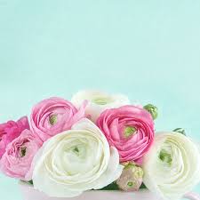 Scheda di buon compleanno con i. Fiori Freschi Vendita Online Piante Fiori E Piante Consegna