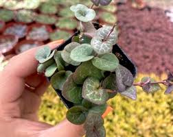 Image result for Ceropegia rendallii