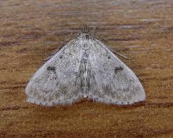 Image result for Anania perlucidalis