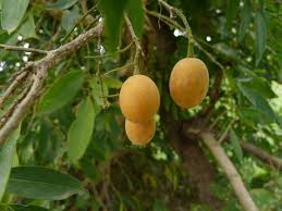 Image result for Opilia amentacea