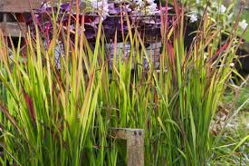 Das gras schmückt den garten mit auffälligen blütenrispen, die bis in den winter erhalten bleiben. Die 10 Imposantesten Graser Im Garten Garten Diybook At