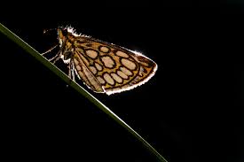 Image result for Heteropterus morpheus