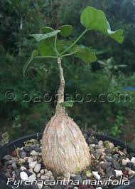 Image result for Pyrenacantha