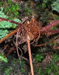 Image result for Athyrium lewalleanum