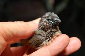 Small Bird With Big Mouth Baby Gouldian Finch With Flourescent Feeding Spots To Guide Mother To Mouth Mother Bird Pet Birds Glow In The Dark