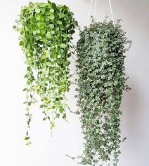 Dischidia Nummularia And Pilea Glauca Pflanzen Hangepflanzen Pflanzideen