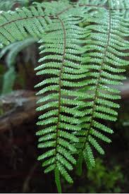 Image result for Gleicheniaceae