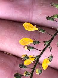 Image result for Coleus tetragonus