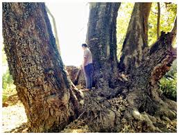 sister witness tree queen of sycamores the santa barbara