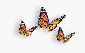 Orange butterfly photo, grass, tree, branch, landing. Butterfly Png Image Monarch Butterfly Transparent Background Png Download Transparent Png Image Pngitem