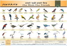 Bird Chart Centre For Environment Education Cee