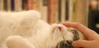 International cat day is a celebration which takes place on 8 august of every year. Por Que Se Celebra El Dia Internacional Del Gato