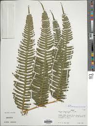 Image result for Pteris linearis